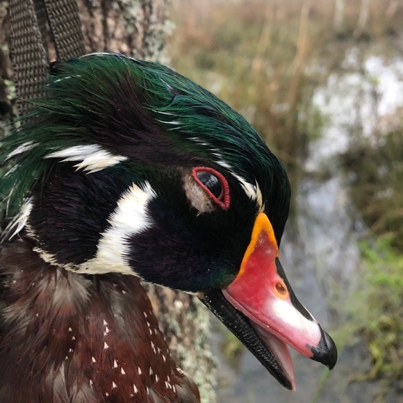 Meet your Posher, Kenneth - Picture 1 of 1